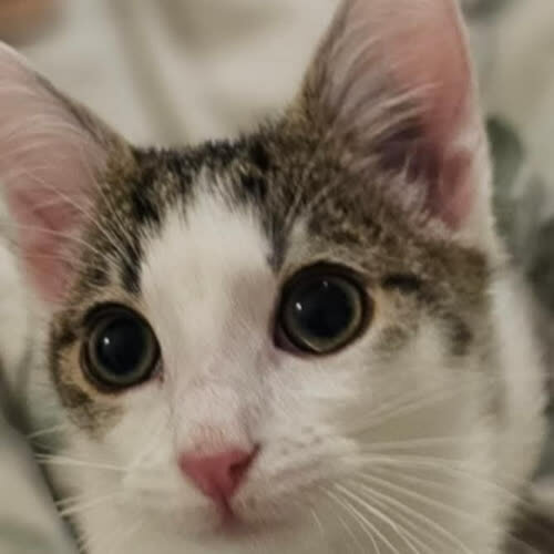 Koty ze schroniska do adopcji Leo i Kajtek