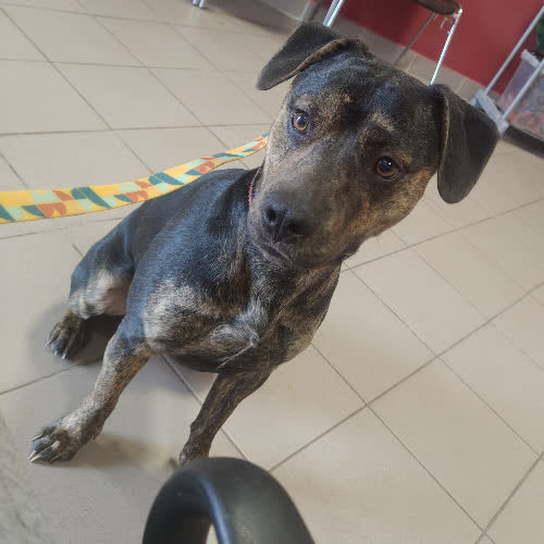 Psy ze schroniska do adopcji Dido 