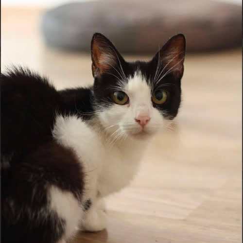 Koty ze schroniska do adopcji Merlin