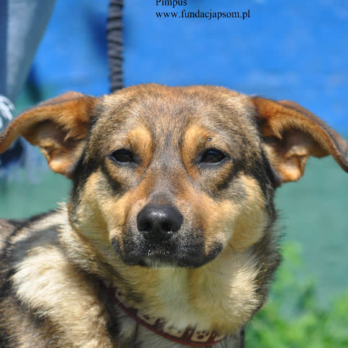 Psy ze schroniska do adopcji Pimpuś