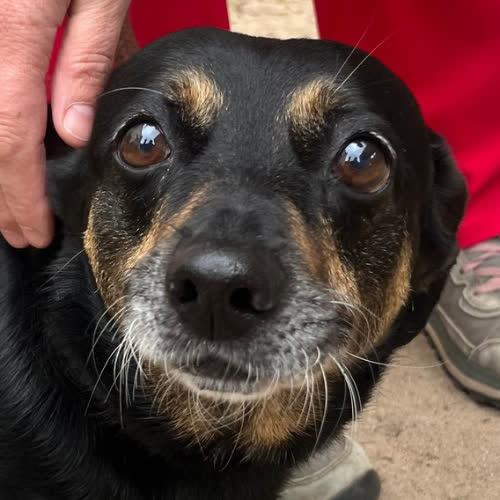 Psy ze schroniska do adopcji Fila