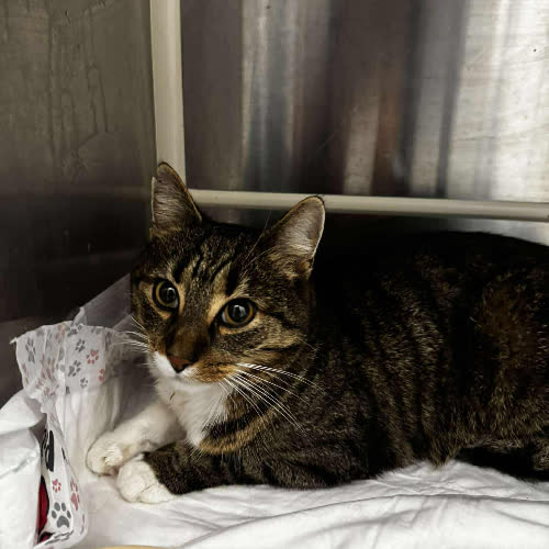 Koty ze schroniska do adopcji A128