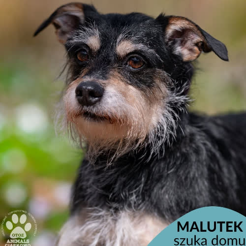 Malutek