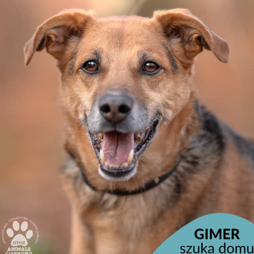 Gimer