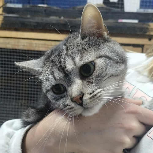 Koty ze schroniska do adopcji Sławek