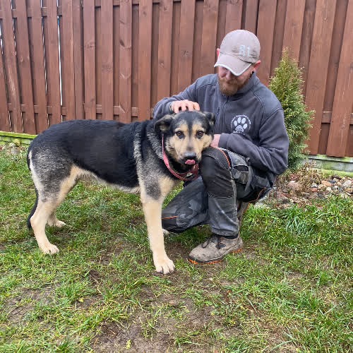 Psy ze schroniska do adopcji MOPIK