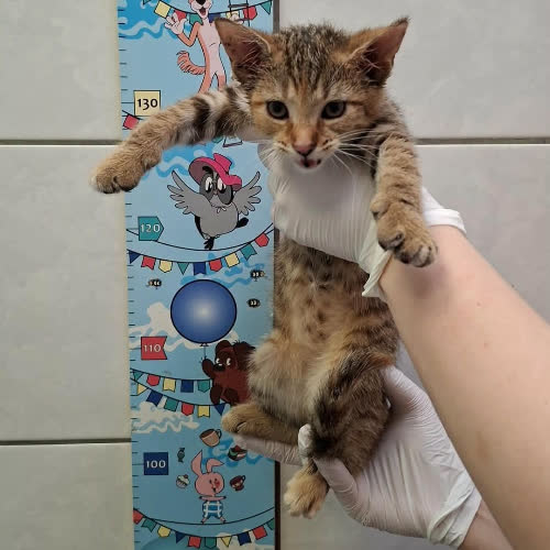 Koty ze schroniska do adopcji Albania