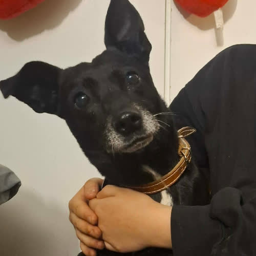 Psy ze schroniska do adopcji Niunia