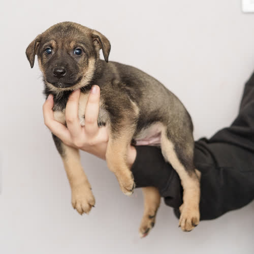 Psy ze schroniska do adopcji Szczeniak 3