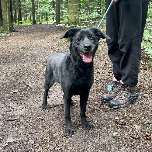 Psy ze schroniska do adopcji Czarna