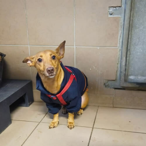 Psy ze schroniska do adopcji Dzhessi