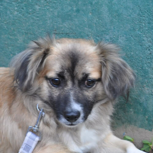 Psy ze schroniska do adopcji Lia