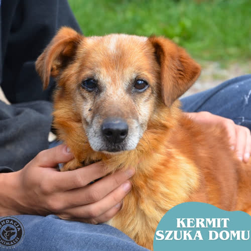 Psy ze schroniska do adopcji KERMIT