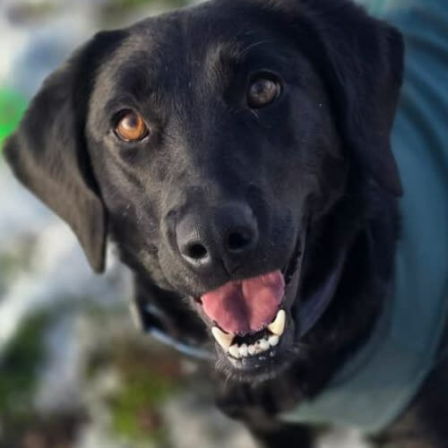 Psy ze schroniska do adopcji Gabi