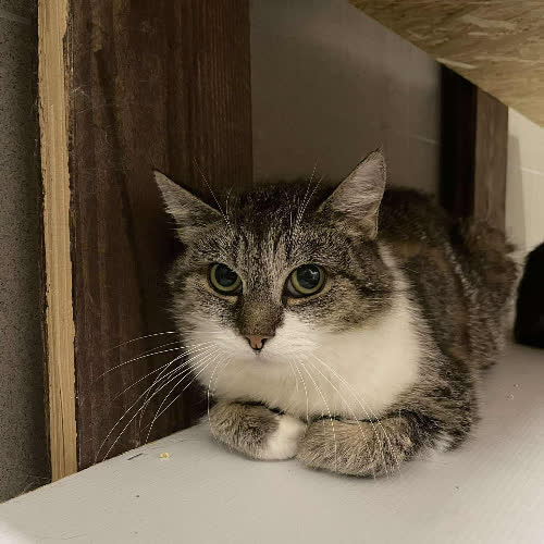 Koty ze schroniska do adopcji A67