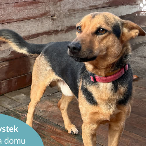 Psy ze schroniska do adopcji Krystek