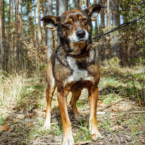 Psy ze schroniska do adopcji Mokka