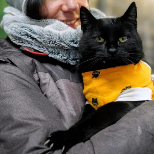 Koty ze schroniska do adopcji Klara