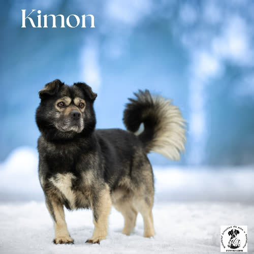 Psy ze schroniska do adopcji Puchaty KIMON 