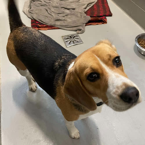 Psy ze schroniska do adopcji Jane Doe