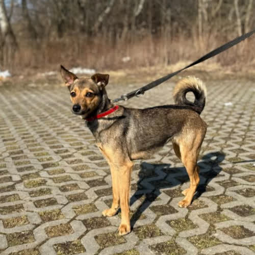 Psy ze schroniska do adopcji Berta 