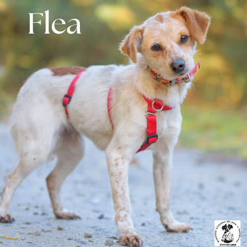 Psy ze schroniska do adopcji Flea