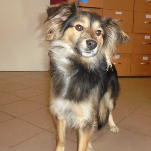 Psy ze schroniska do adopcji Wiki 