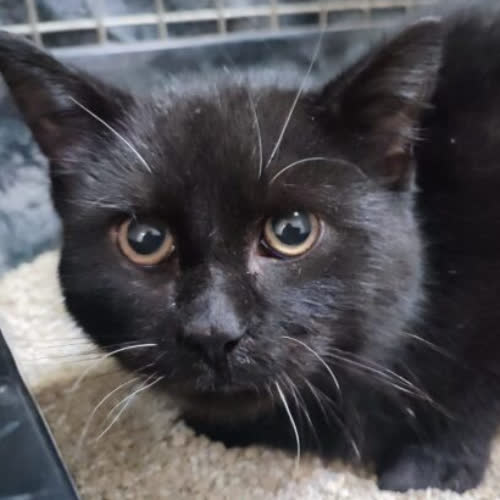 Koty ze schroniska do adopcji Kostek