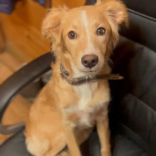 Psy ze schroniska do adopcji Szila