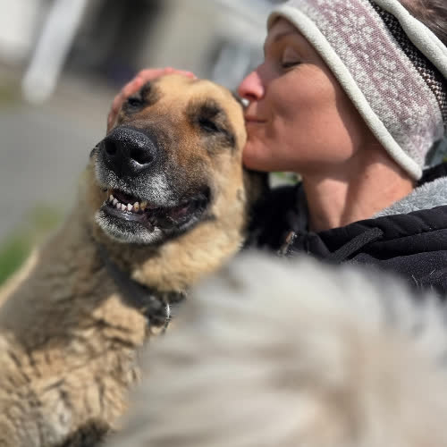 Psy ze schroniska do adopcji Szila