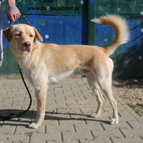 Psy ze schroniska do adopcji Kimi