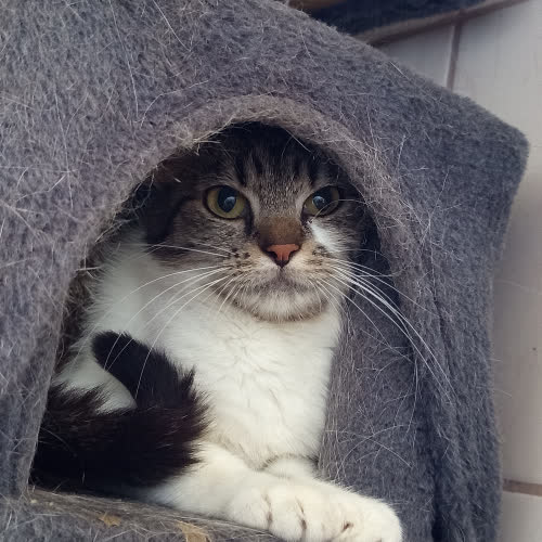 Koty ze schroniska do adopcji Christiane 