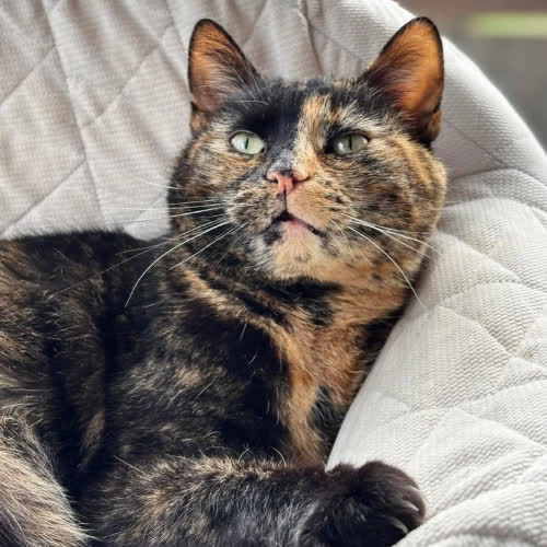 Koty ze schroniska do adopcji Merida