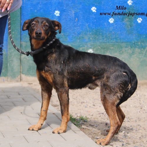 Psy ze schroniska do adopcji Milo