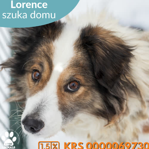 Psy ze schroniska do adopcji Lorence