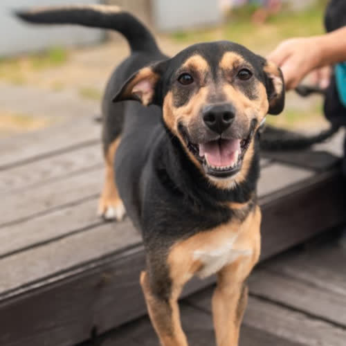 Psy ze schroniska do adopcji Lubiś