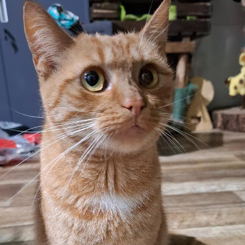 Koty ze schroniska do adopcji Wiórek