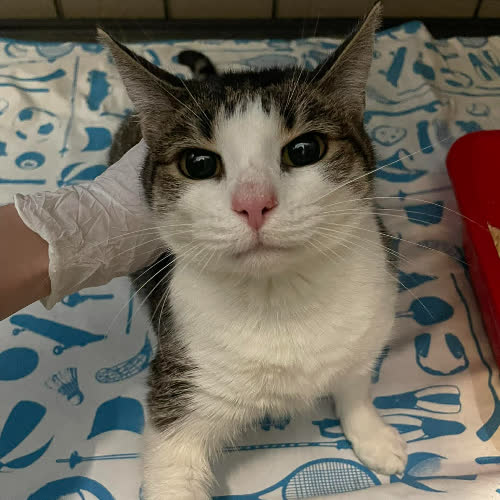 Koty ze schroniska do adopcji Burasia