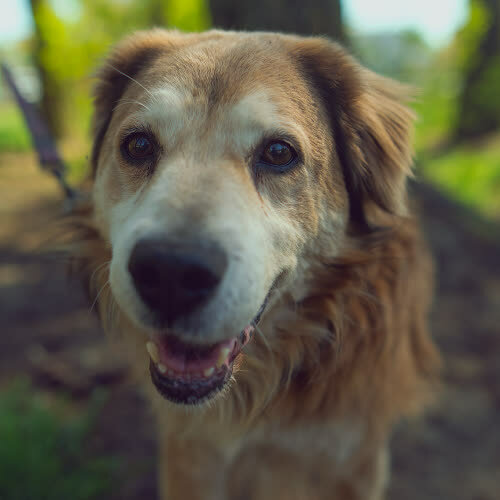 Psy ze schroniska do adopcji Dingo