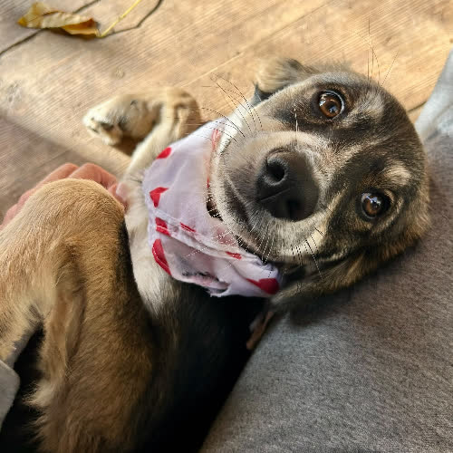 Psy ze schroniska do adopcji Lola
