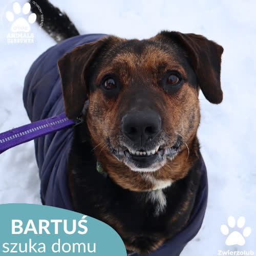 Bartuś