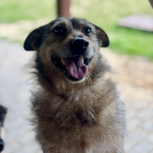 Psy ze schroniska do adopcji Shaggy