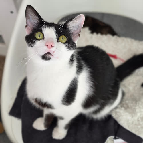 Koty ze schroniska do adopcji Gruzja