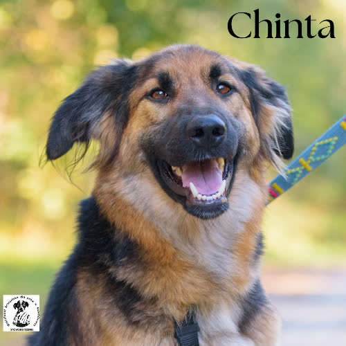 Psy ze schroniska do adopcji CHINTA