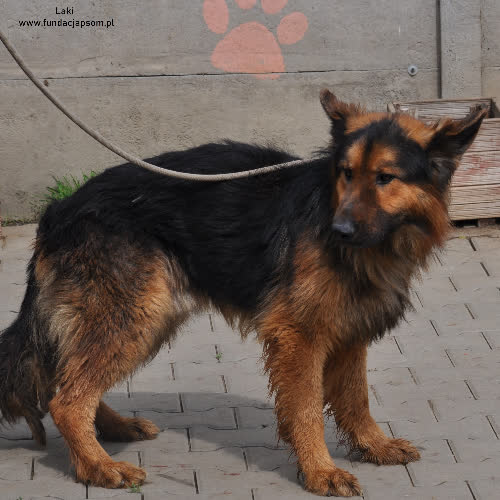 Psy ze schroniska do adopcji Laki