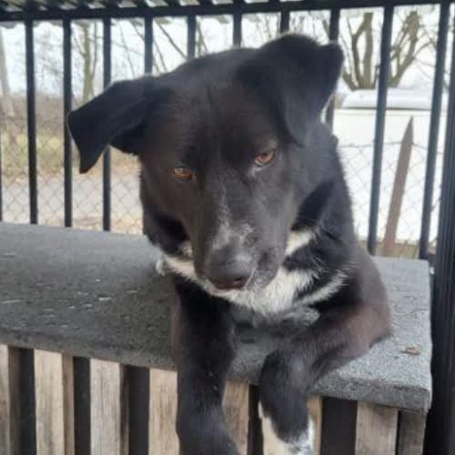 Psy ze schroniska do adopcji Oreo