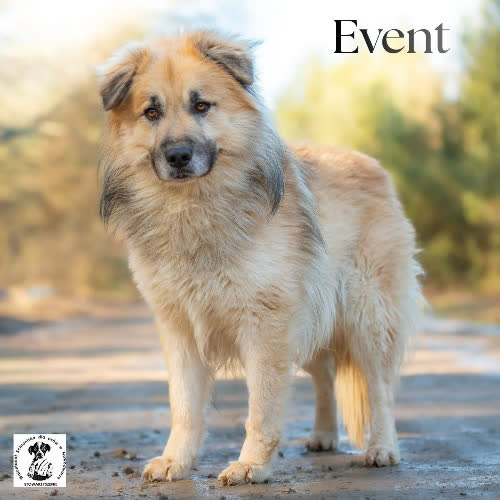 Samoyed EVENT ;)