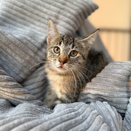 Koty ze schroniska do adopcji Koniczynka 