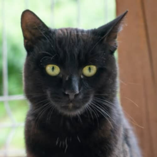 Koty ze schroniska do adopcji Venom