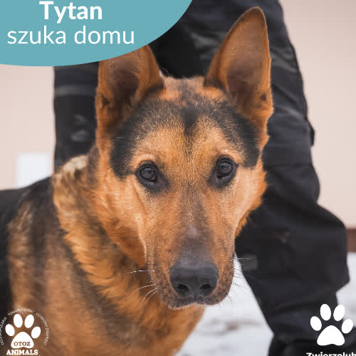 Psy ze schroniska do adopcji Tytan